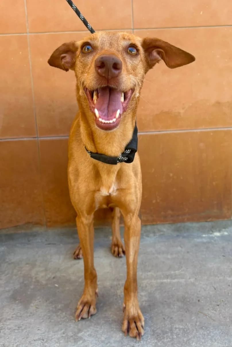 Chispita, female Podenco for adoption at Protectora Malaga, Málaga