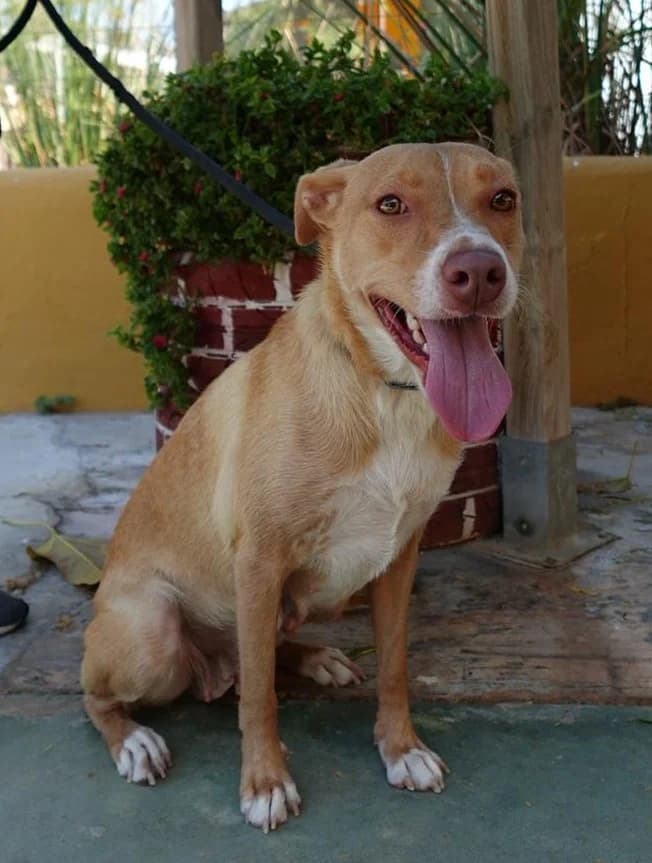 Rose, female Podenco for adoption at Protectora Malaga, Málaga