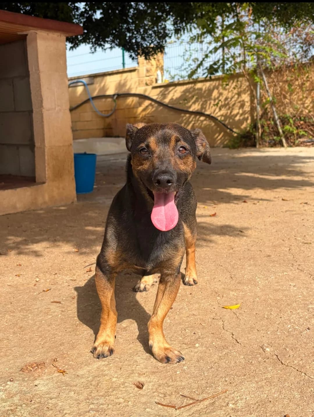 Daily, male Mixed Breed for adoption at Protectora Malaga, Málaga