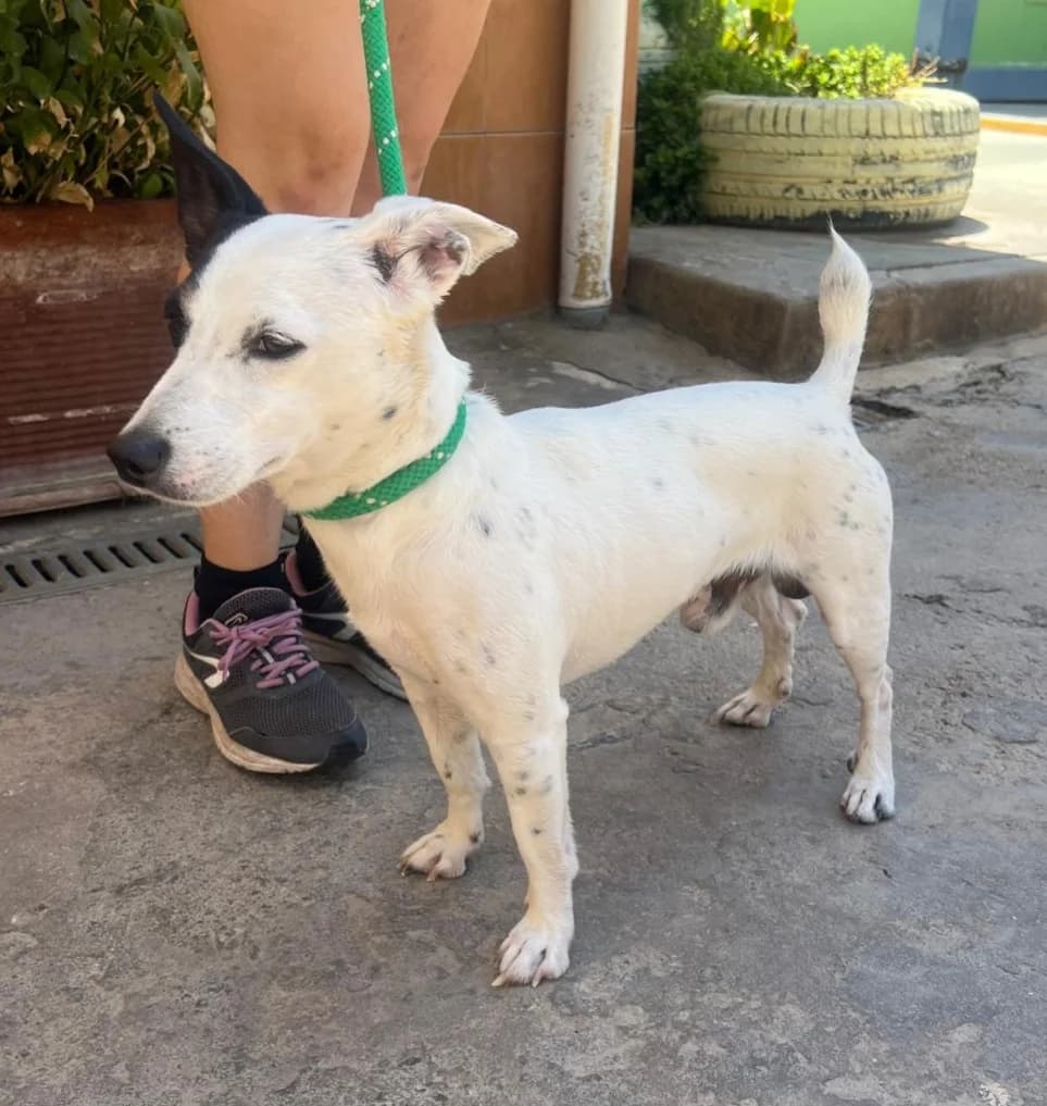 Tsunami, male Mixed Breed for adoption at Protectora Malaga, Málaga