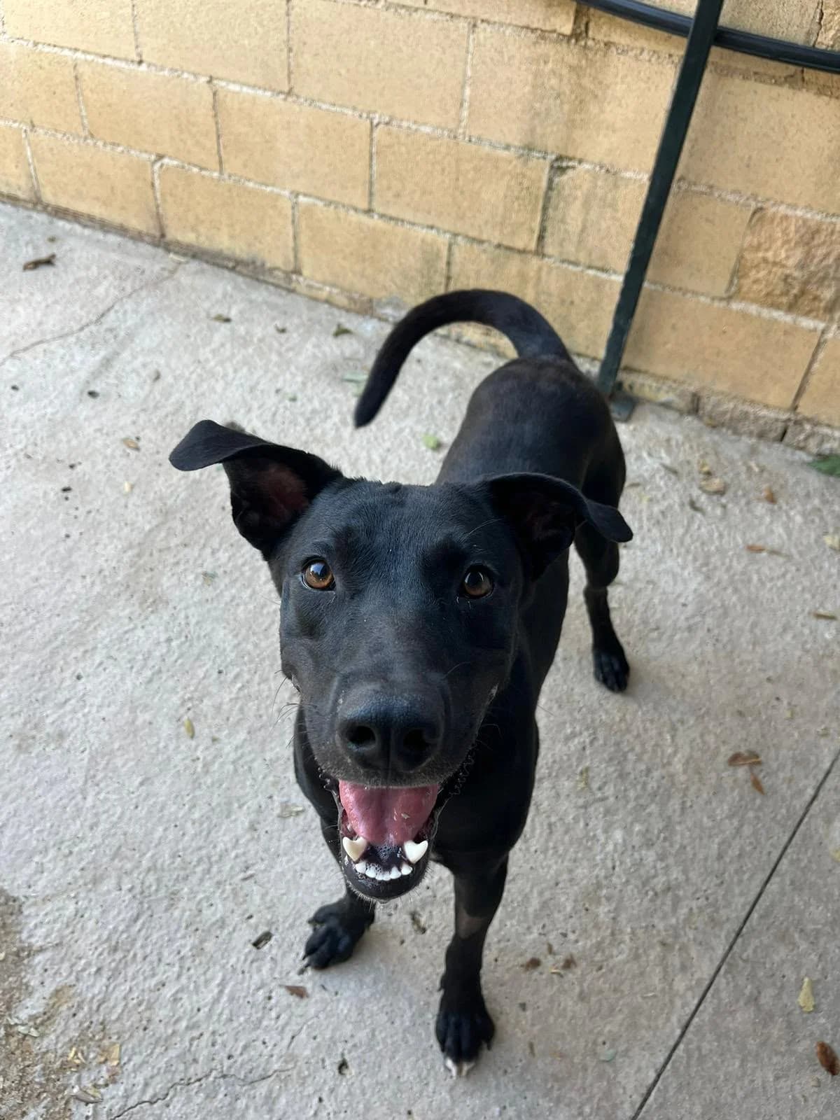 Aries, male Podenco for adoption at Protectora Malaga, Málaga