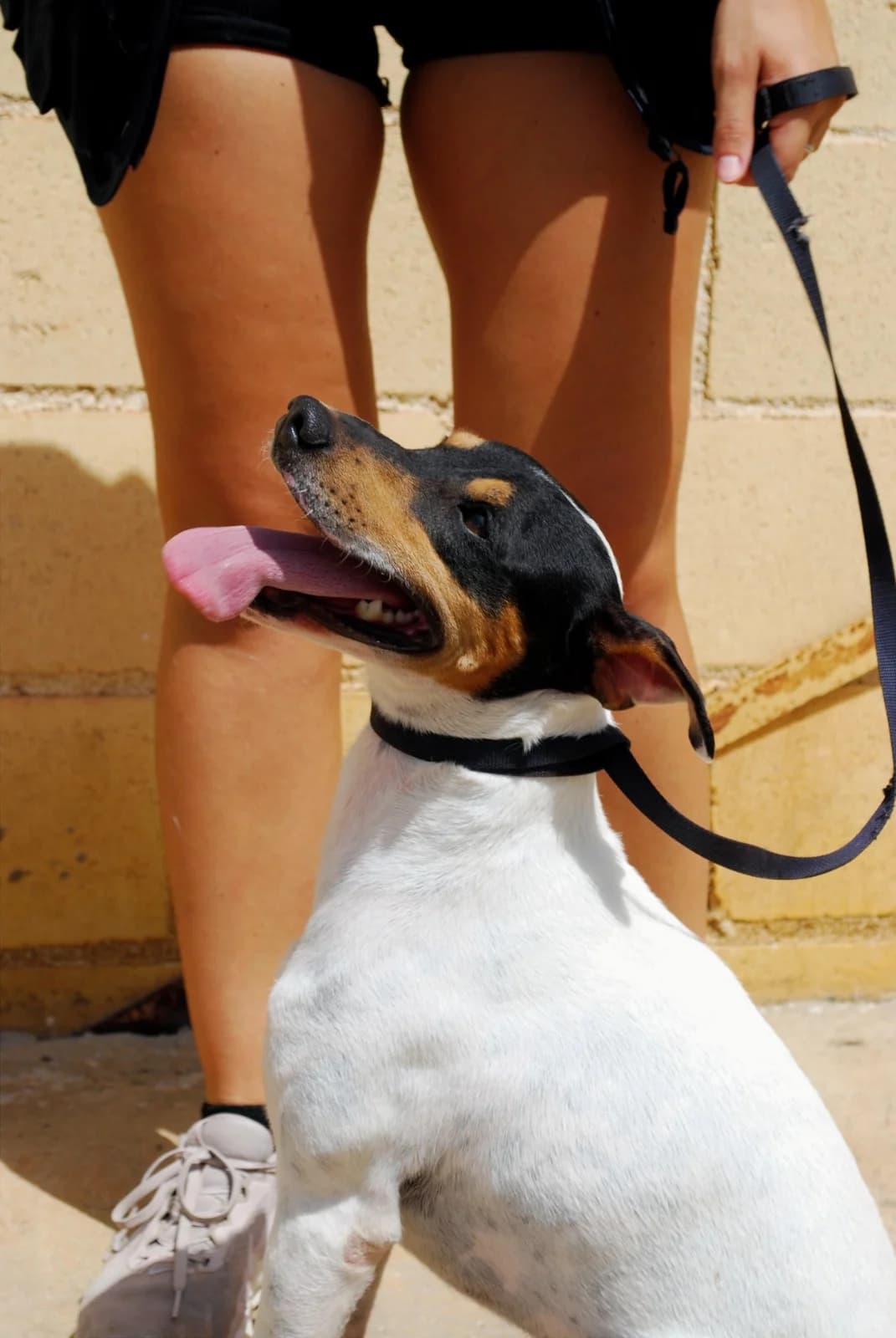 BERRINCHE, male mixed breed for adoption at Protectora Malaga, Málaga