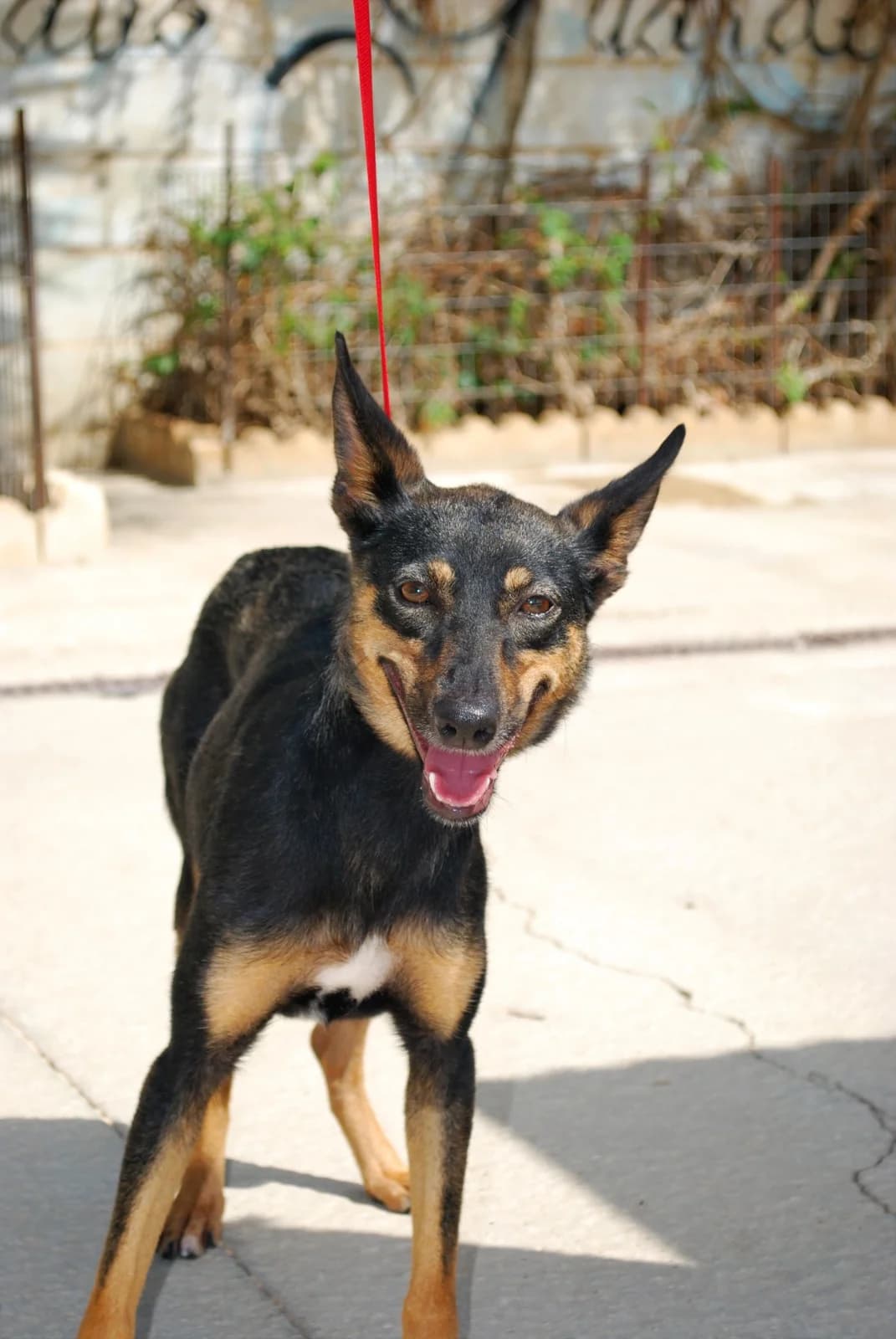 BERRINCHONA, female mixed breed for adoption at Protectora Malaga, Málaga