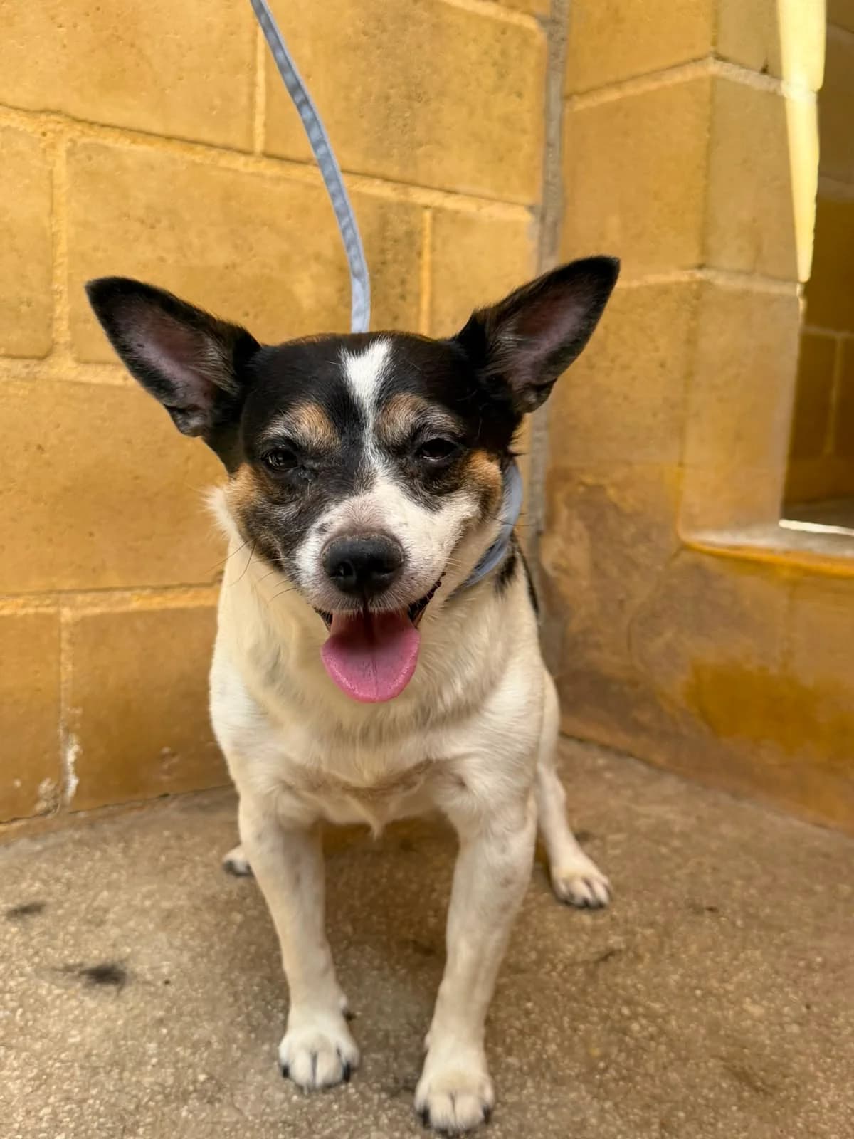 Sabado, male Mixed Breed for adoption at Protectora Malaga, Málaga