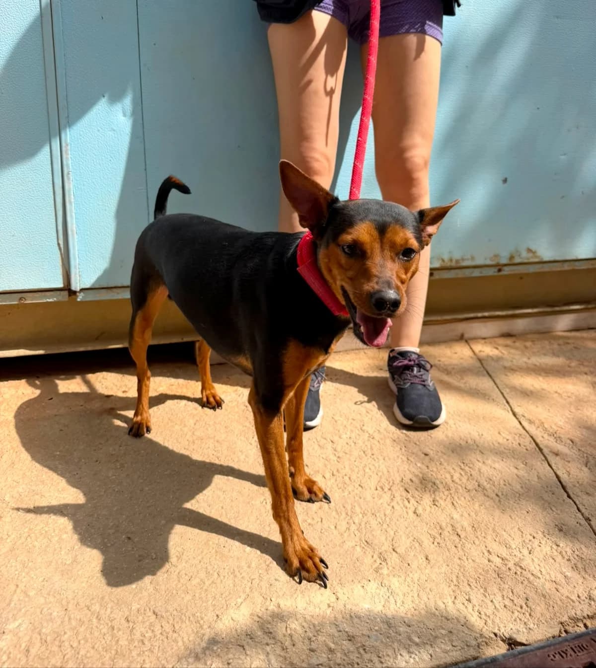 Calabacin, male 3yo mixed breed for adoption at Protectora Malaga, Málaga