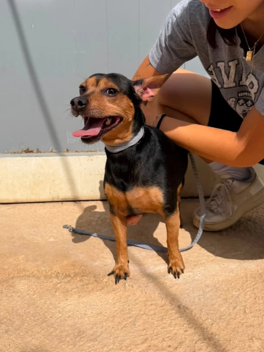 Pepinillo, male mixed breed for adoption at Protectora Malaga, Málaga