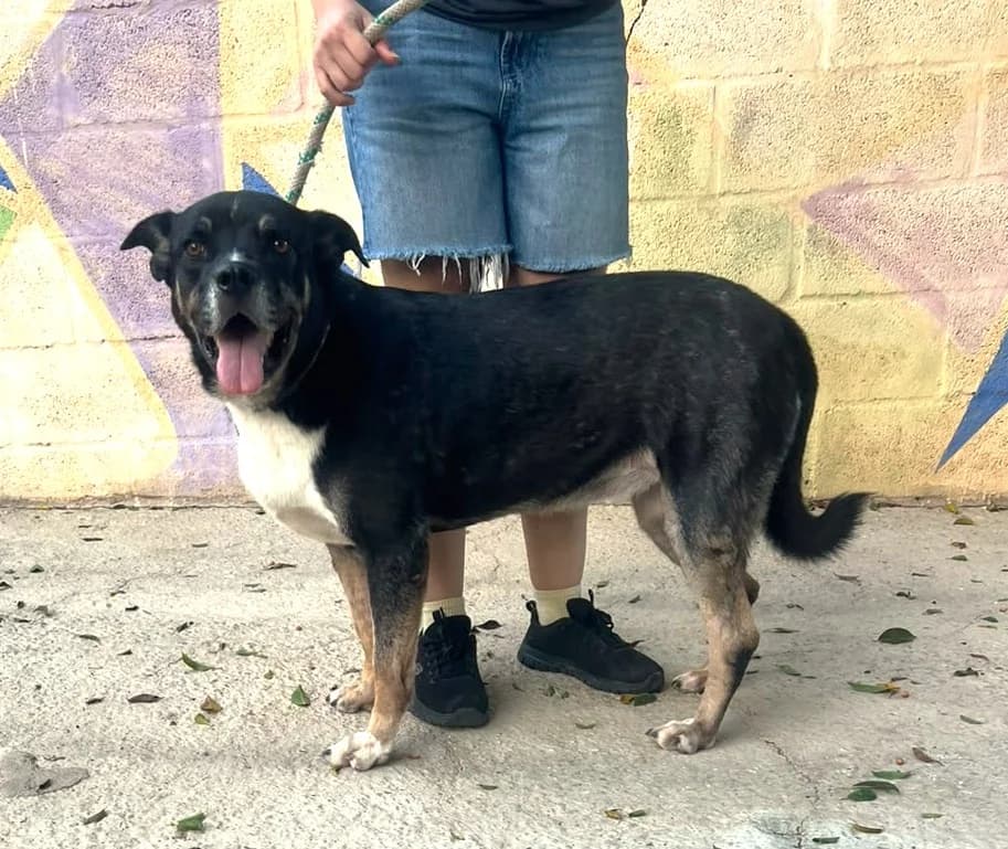 Charlot, female mixed breed for adoption at Protectora Malaga, Málaga