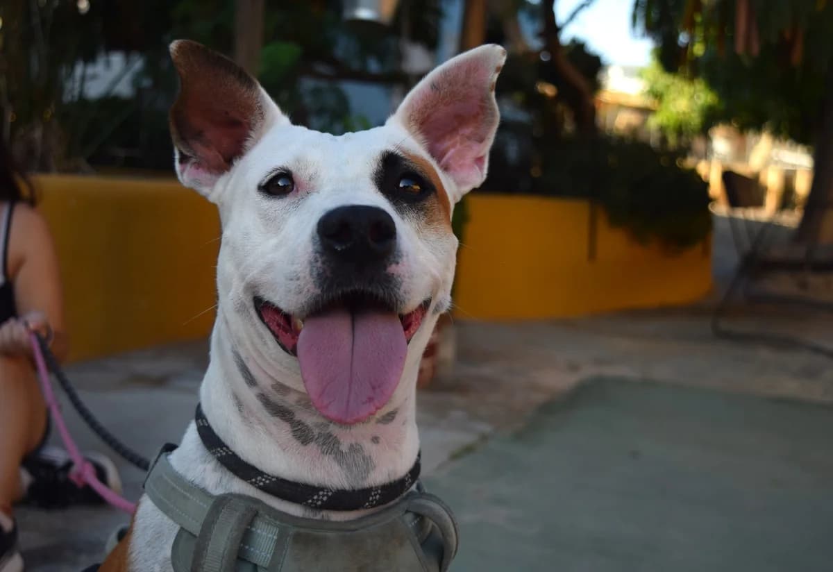 Lavanda, female mixed breed for adoption at Protectora Malaga, Málaga