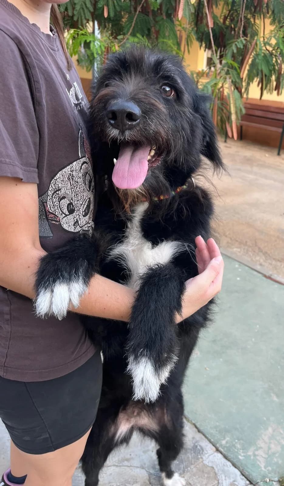 Luna Llena, female Mixed Breed for adoption at Protectora Malaga, Málaga