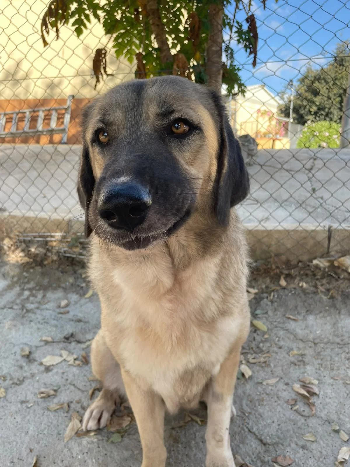 Vivian, female mixed breed for adoption at Protectora Malaga, Málaga
