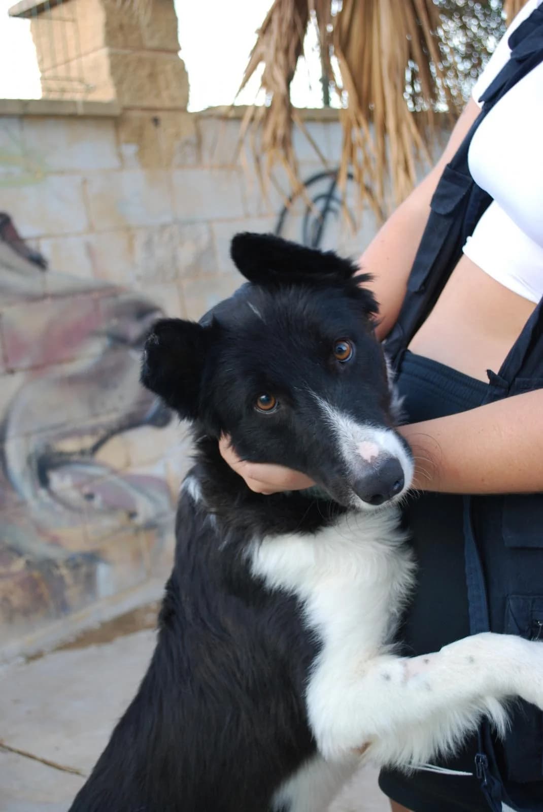 BAKUGO, male Border Collie for adoption at Protectora Malaga, Málaga