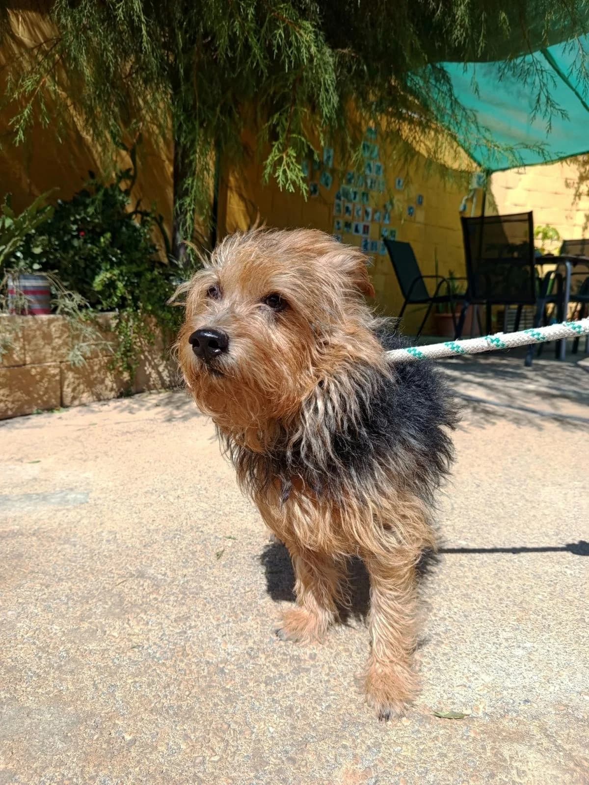 Latan, male mixed breed for adoption at Protectora Malaga, Málaga
