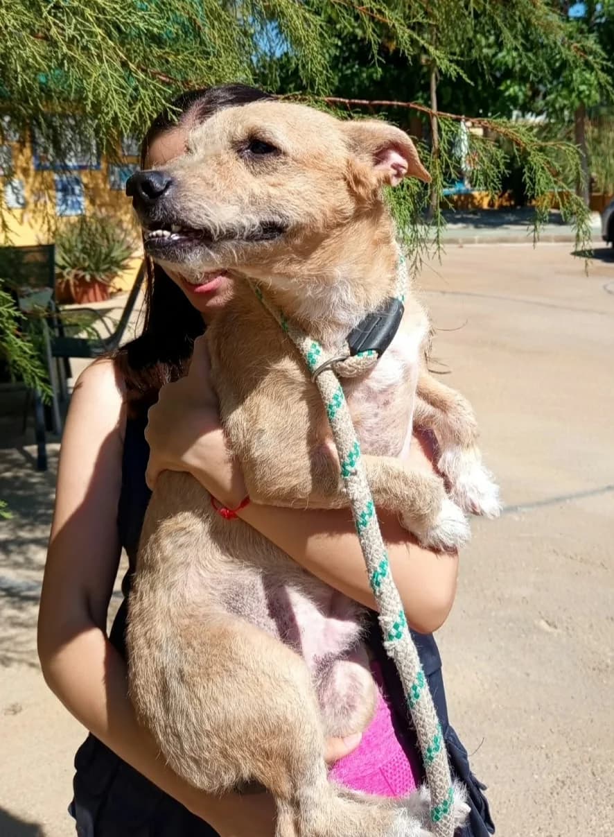 Tano, male mixed breed for adoption at Protectora Malaga, Málaga