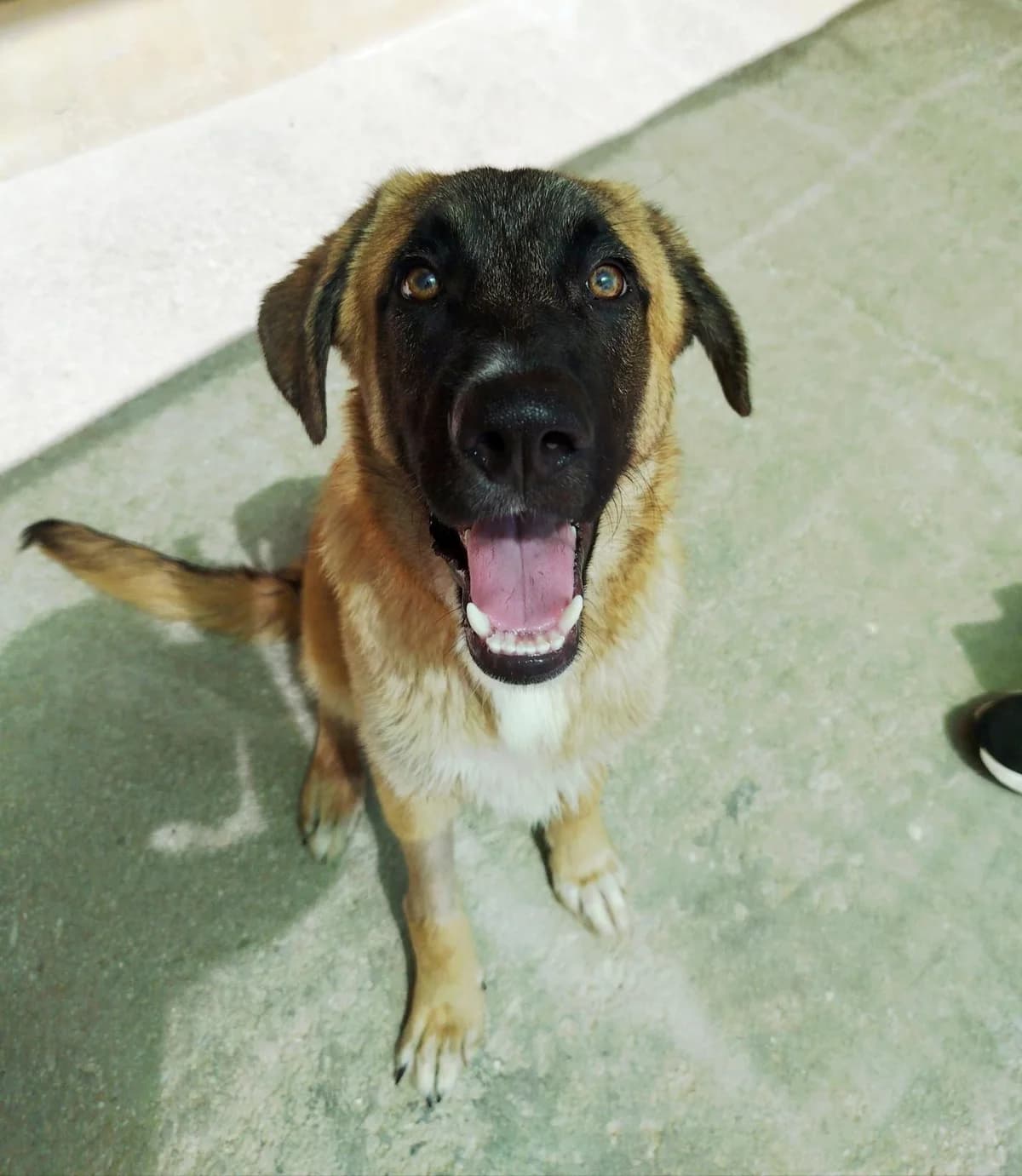 Terral, male mixed breed for adoption at Protectora Malaga, Málaga