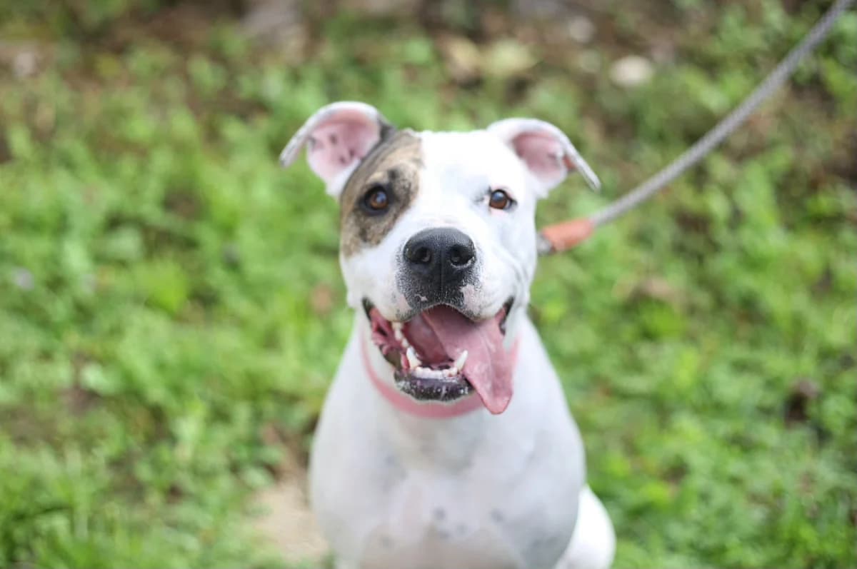 Sona, Mixed Breed (Protectora de Animales Maó)