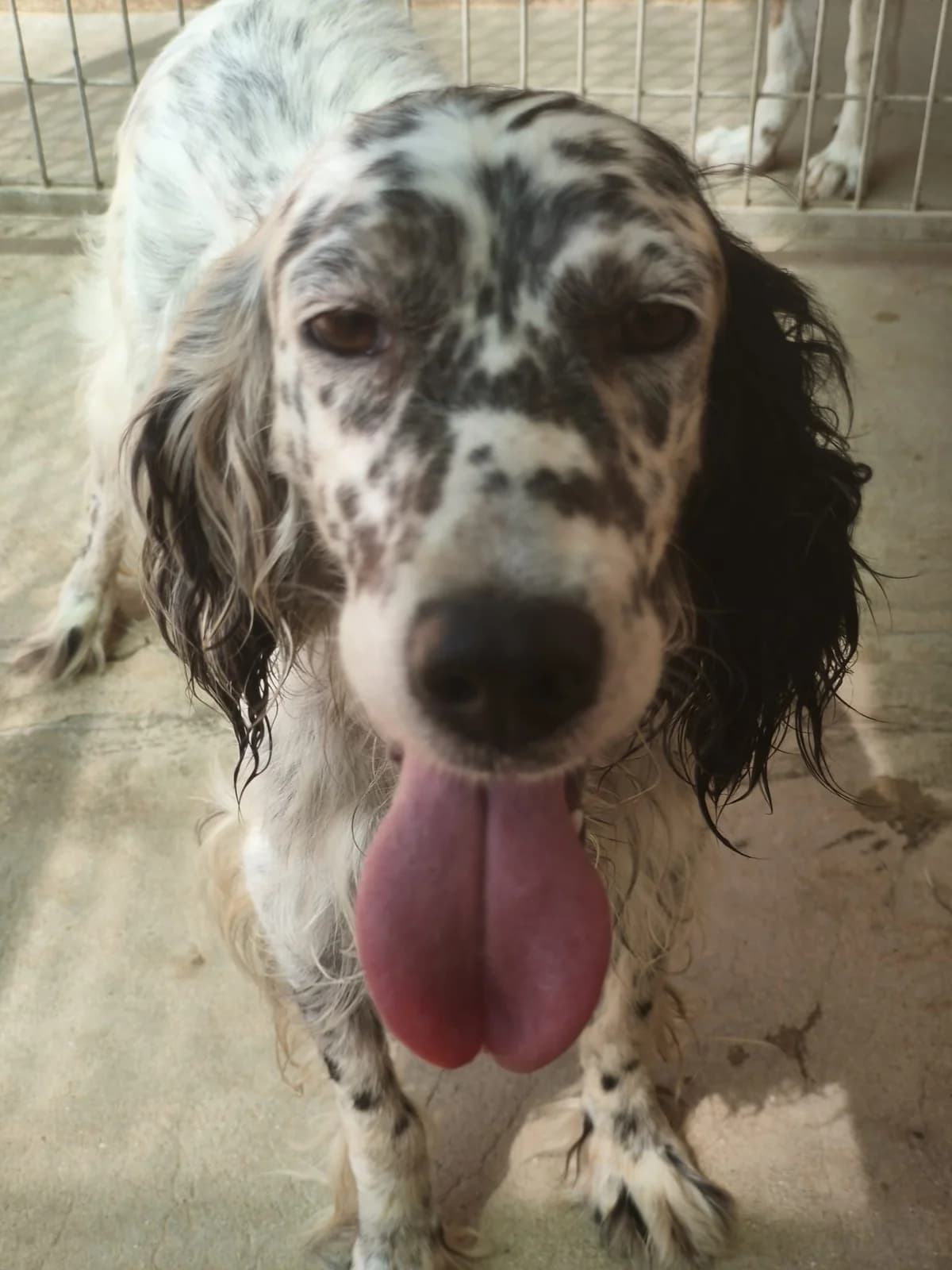 Sona, female 5yo Mixed Breed for adoption at Protectora de Animales Maó