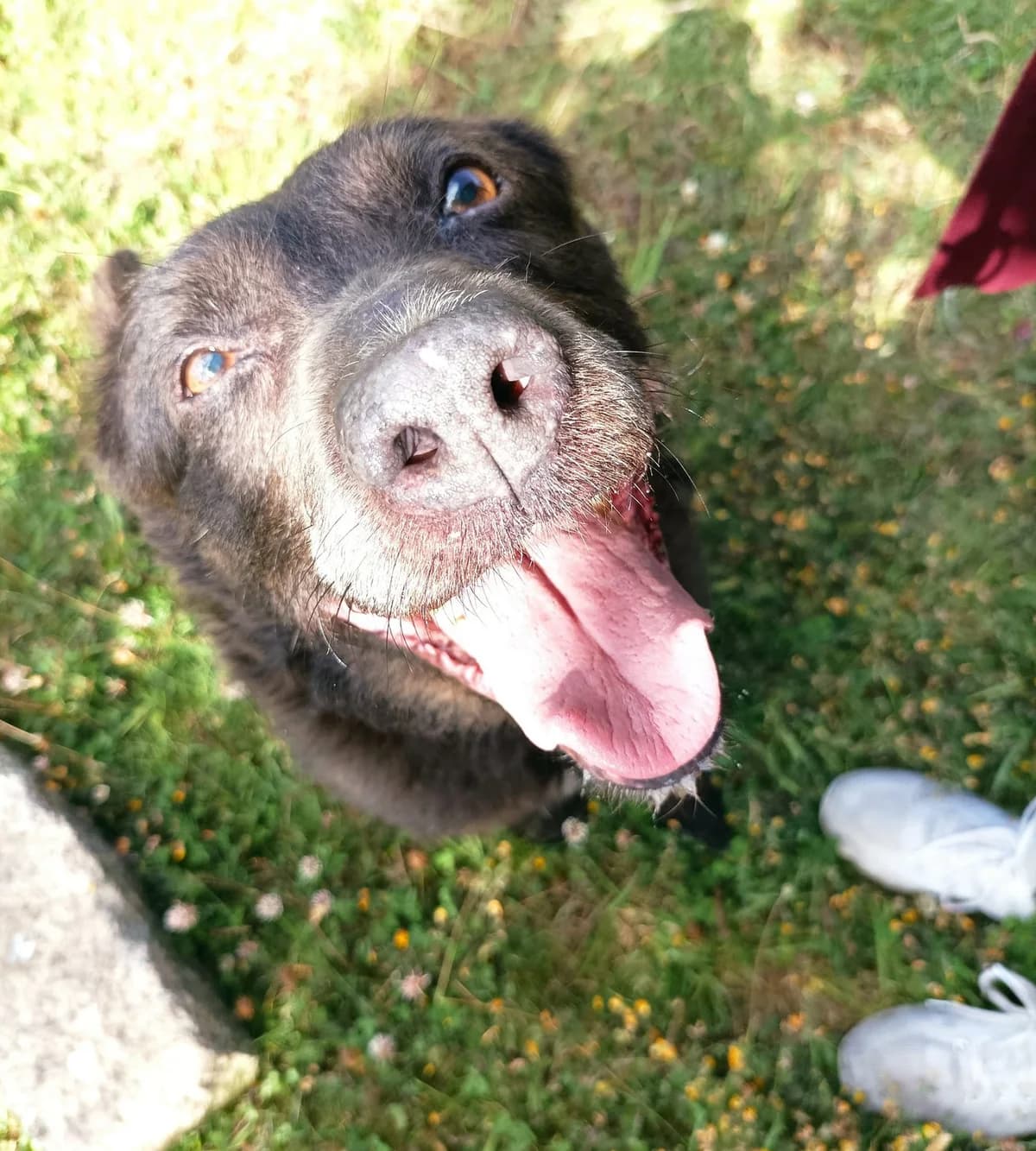 Chico,  Mixed Breed for adoption at Asociación Protectora de Animales Moura