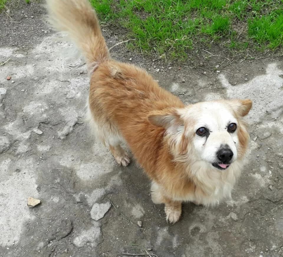 Ray,  Mixed Breed for adoption at Asociación Protectora de Animales Moura