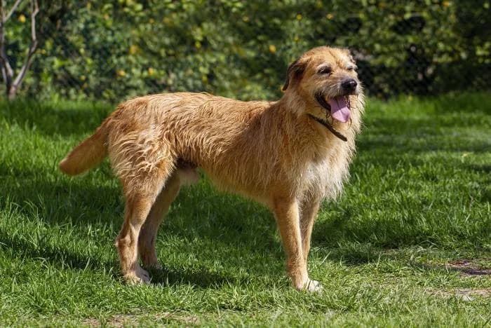 Simon, male senior Mixed Breed for adoption at Protectora Oriolana
