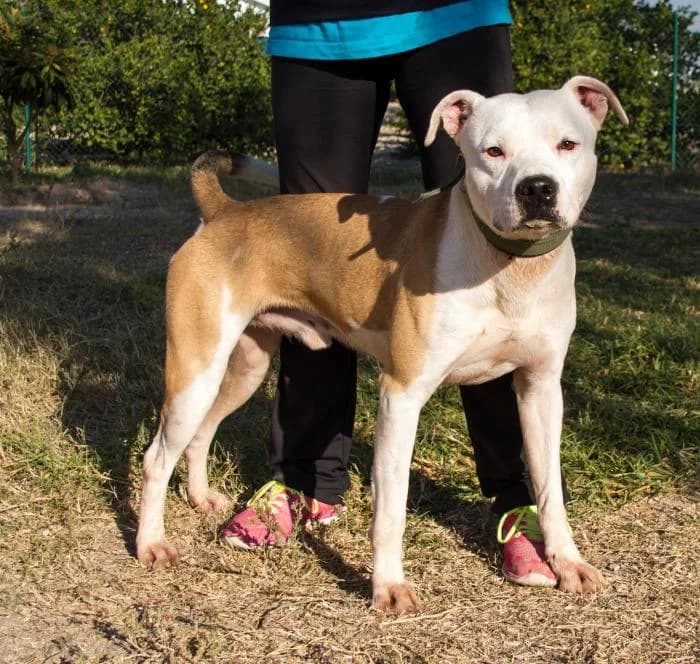 Issy, male senior American Staffordshire Terrier for adoption at Protectora Oriolana