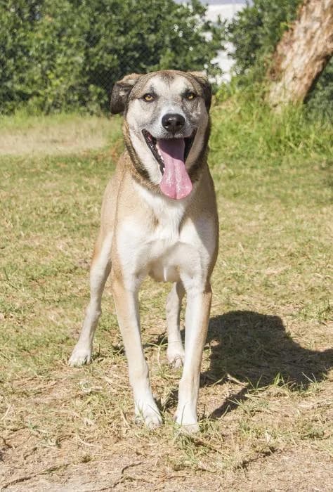 H�ctor, male senior Spanish Mastiff for adoption at Protectora Oriolana