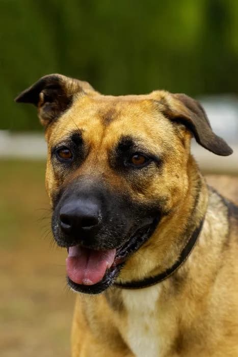 Catelyn, female senior Mixed Breed for adoption at Protectora Oriolana