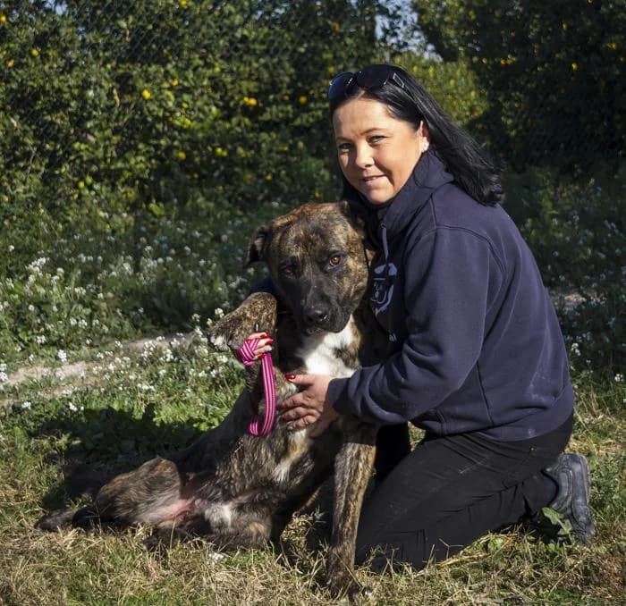 Ruso, male senior Spanish Mastiff for adoption at Protectora Oriolana