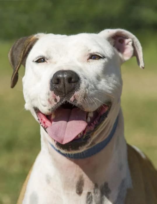 Sierra, female senior American Staffordshire Terrier for adoption at Protectora Oriolana