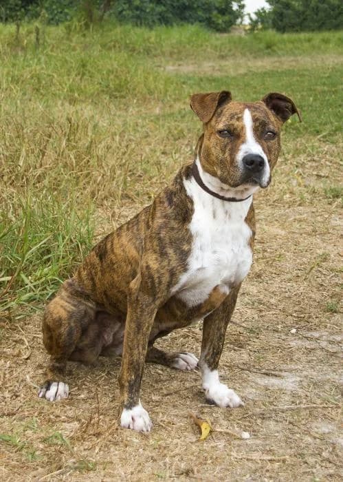 June, female senior Mixed Breed for adoption at Protectora Oriolana