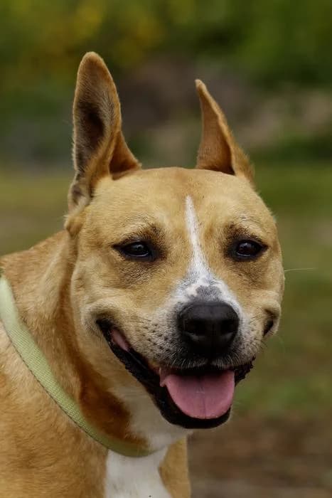 Pamela, female senior Mixed Breed for adoption at Protectora Oriolana