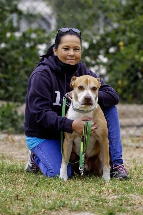 Loco, male senior Pit Bull Terrier for adoption at Protectora Oriolana
