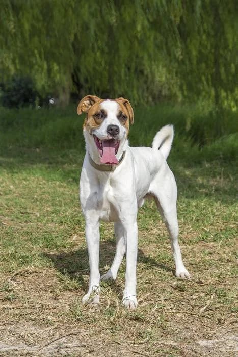 Clarin, male senior Mixed Breed for adoption at Protectora Oriolana