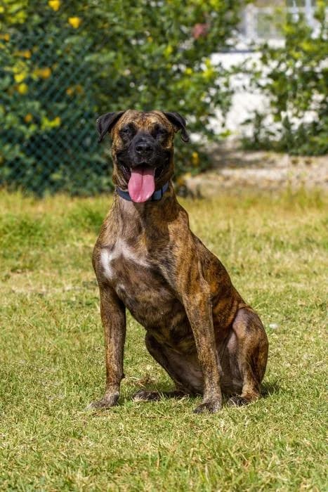 MIA, female senior Mixed Breed for adoption at Protectora Oriolana