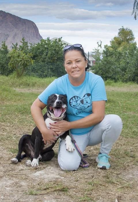 Ashitaka, male senior Staffordshire Bull Terrier for adoption at Protectora Oriolana