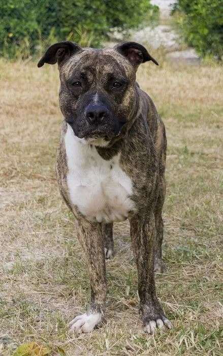 Gustavo, male senior American Staffordshire Terrier for adoption at Protectora Oriolana