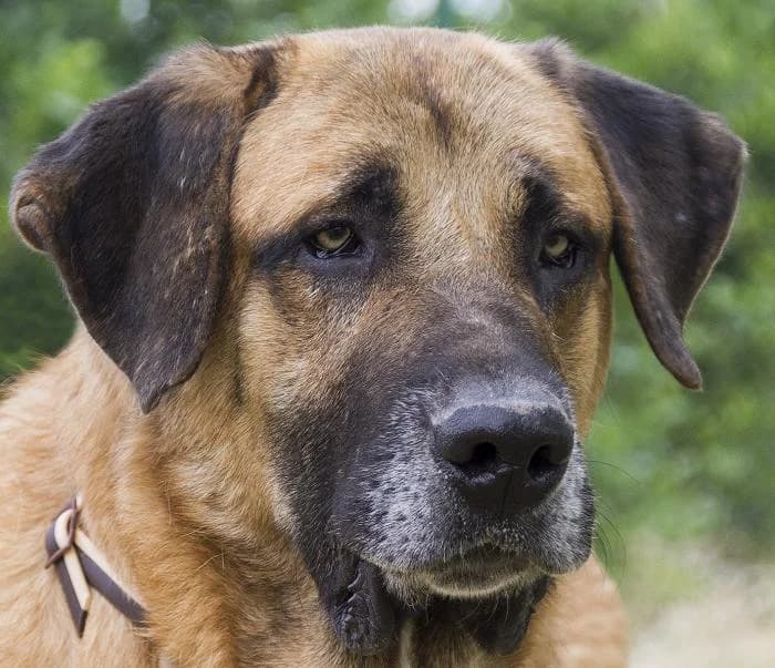 Mufasa, male senior mixed breed for adoption at Protectora Oriolana
