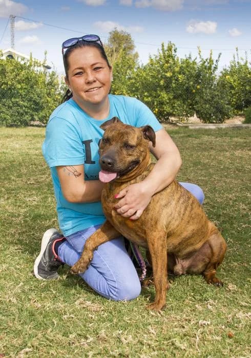 Narco, male senior Pit Bull Terrier for adoption at Protectora Oriolana