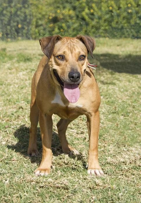 Tormenta, female senior Mixed Breed for adoption at Protectora Oriolana