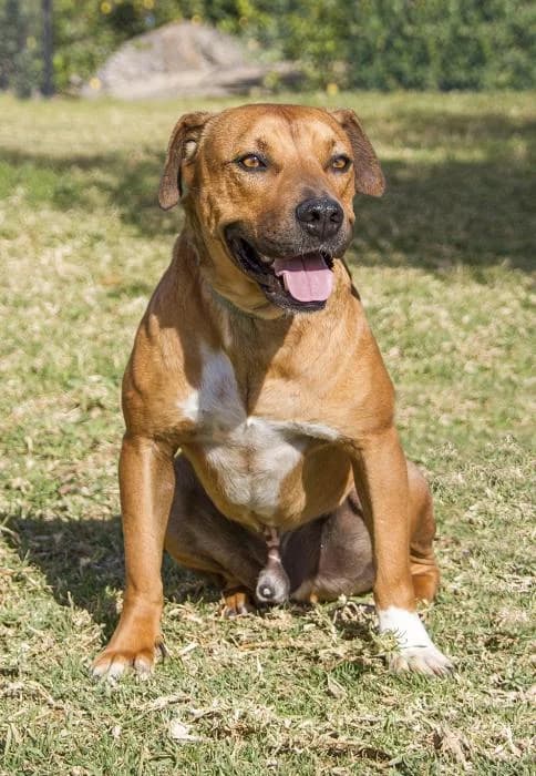 Trueno, male senior Mixed Breed for adoption at Protectora Oriolana