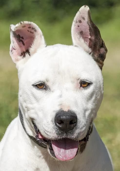 Zeta, male senior American Staffordshire Terrier for adoption at Protectora Oriolana