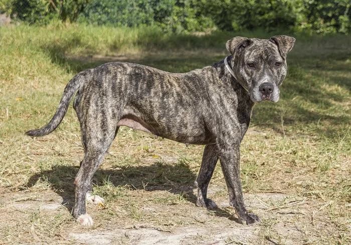 Lady, female senior Mixed Breed for adoption at Protectora Oriolana