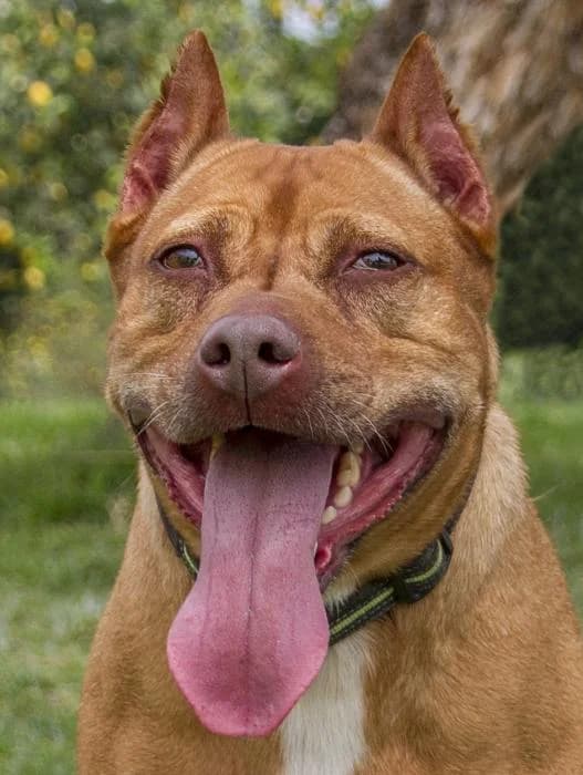 ERA, female senior Pit Bull Terrier for adoption at Protectora Oriolana