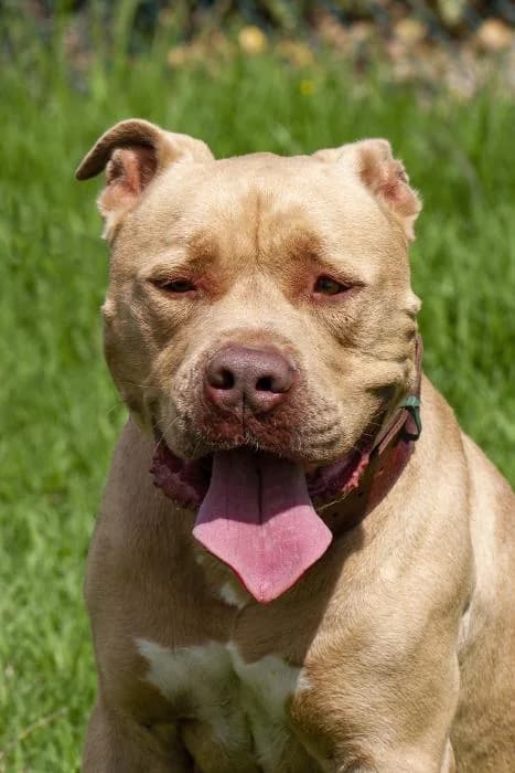 Logan, male senior American Bully for adoption at Protectora Oriolana
