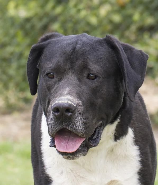 Tranqui, male senior Mixed Breed for adoption at Protectora Oriolana