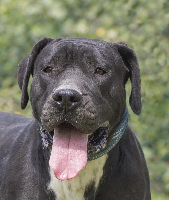 Mazin, female senior Mixed Breed for adoption at Protectora Oriolana