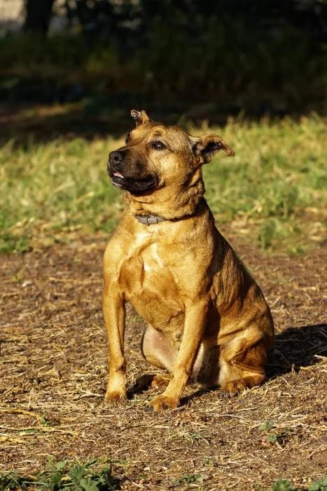 Tse tse, male 5yo Mixed Breed for adoption at Protectora Oriolana