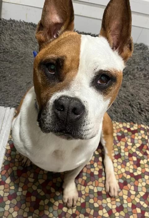 Yuman, male senior Mixed Breed for adoption at Protectora Oriolana