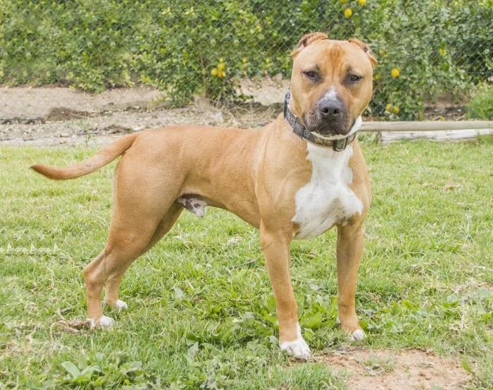 Antoine, male senior American Staffordshire Terrier for adoption at Protectora Oriolana