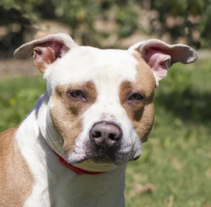 SOL, male 6yo American Staffordshire Terrier for adoption at Protectora Oriolana