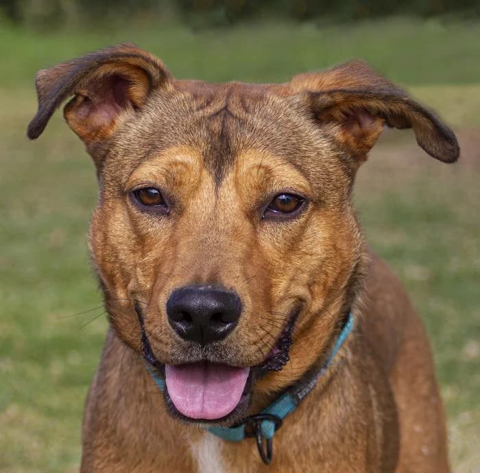 Kenny, male 5yo Mixed Breed for adoption at Protectora Oriolana